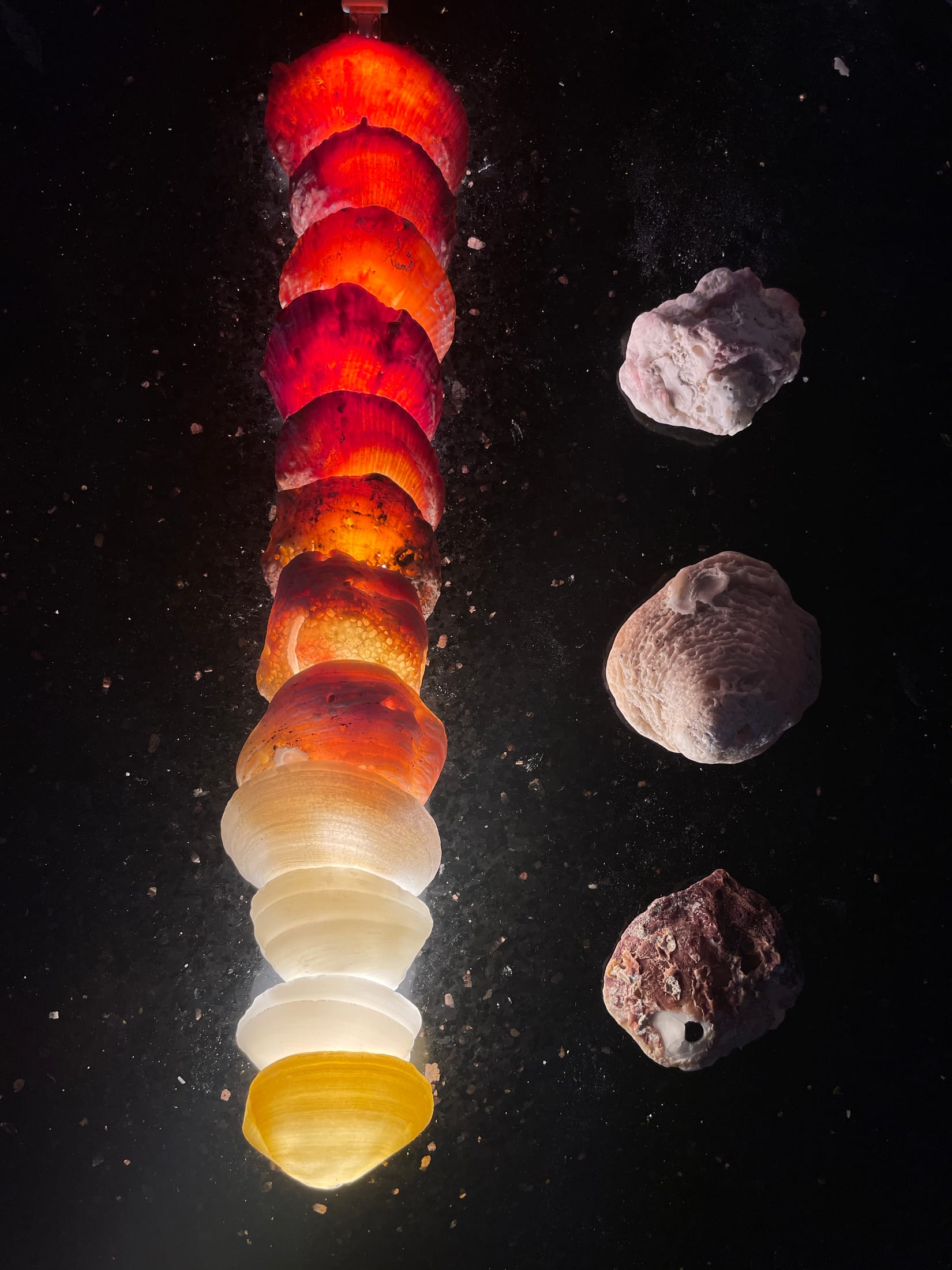 ShellLamp2, artwork view 2